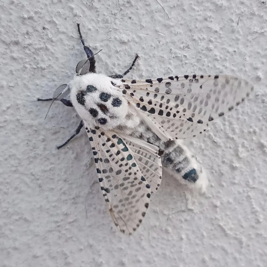 Leopard moth, a white moth covered with black spots