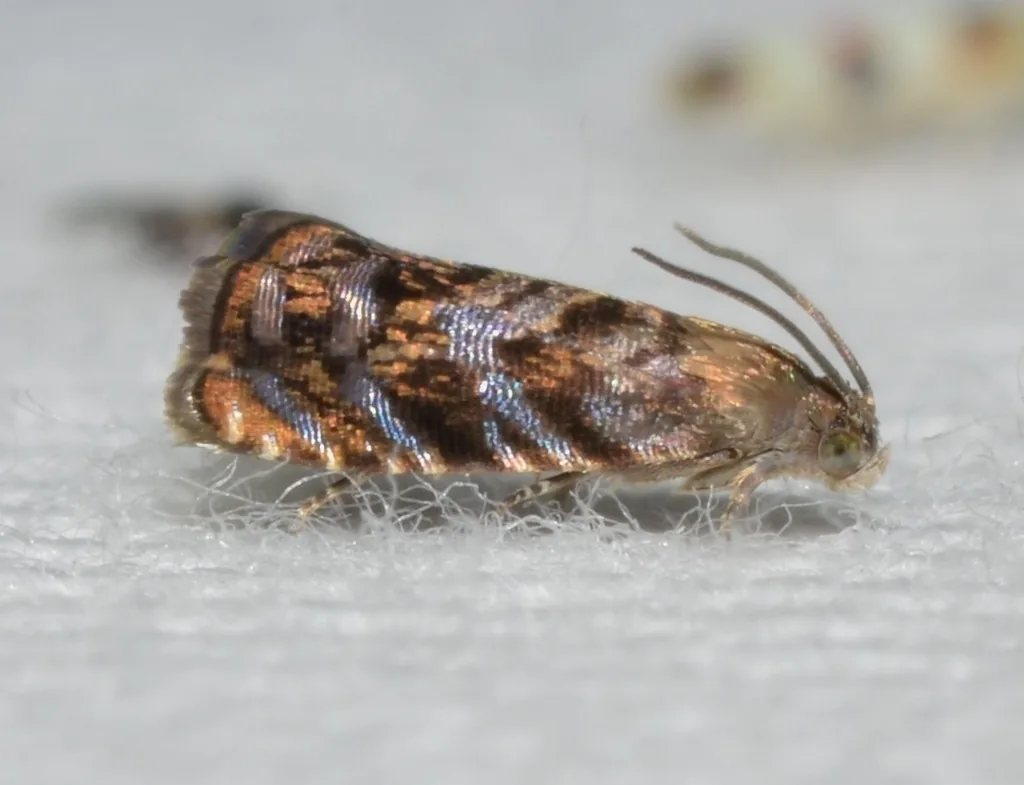 Lesser appleworm moth, a small brown moth with orange and gold bands, seen from the side