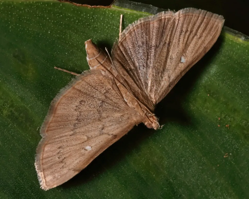 Light-brown lesser canna leafroller moth resting on a canna leaf