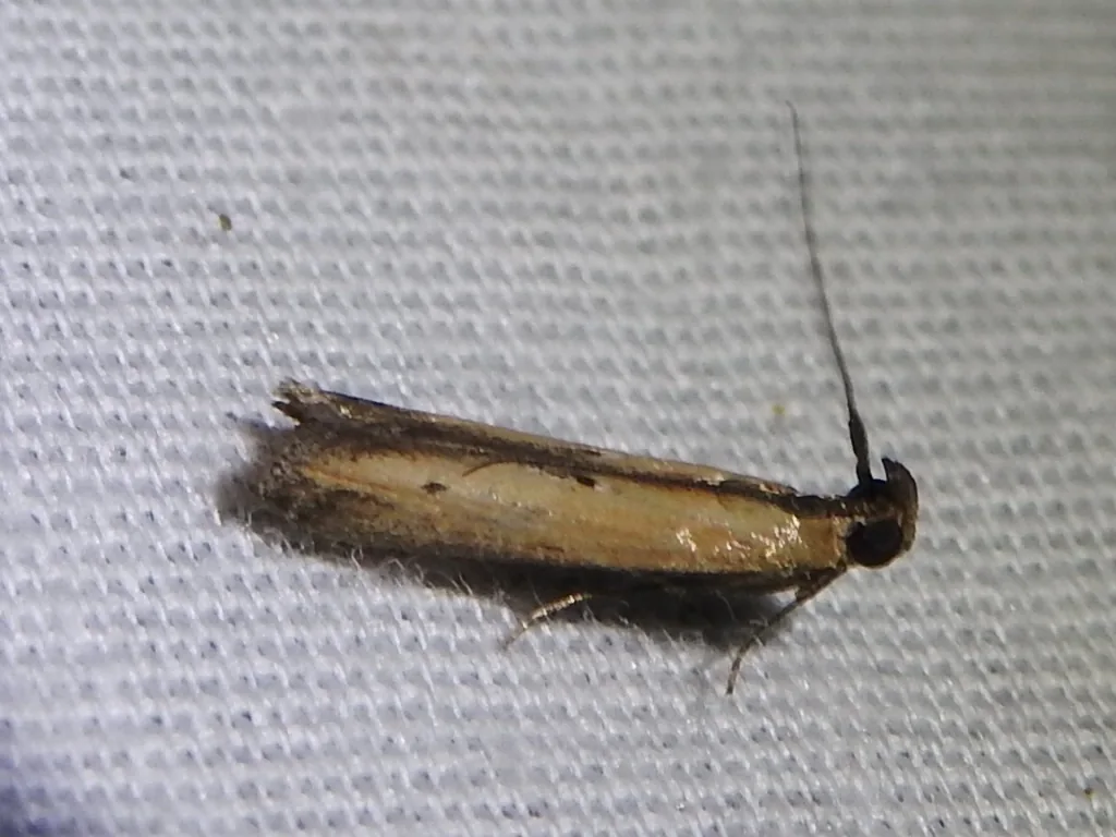 Lesser cornstalk borer moth, tan with a dark wing border