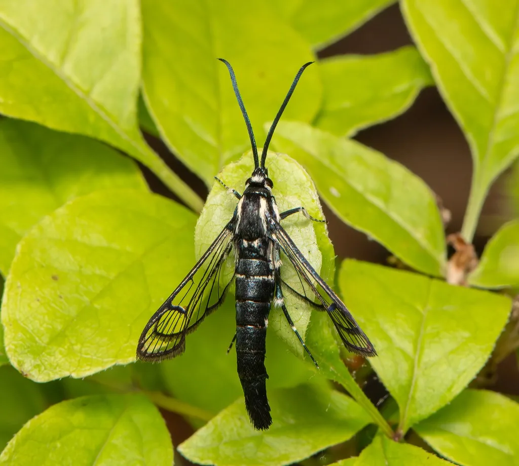 Lesser peachtree borer moth, a slender wasp-like dark blue moth with clear wings edged in dark scales, on leaves