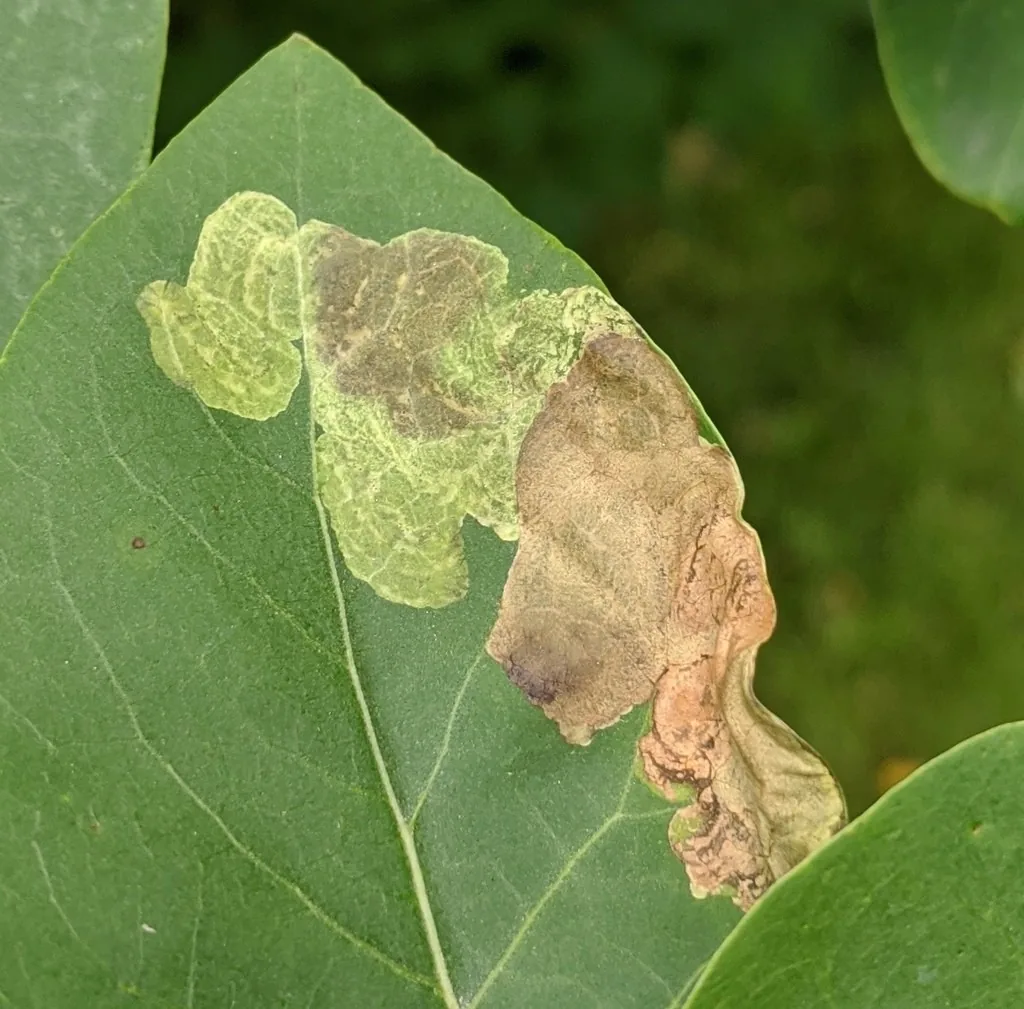 Lilac leaf with a pale brown blotch mine made by lilac leafminer larvae