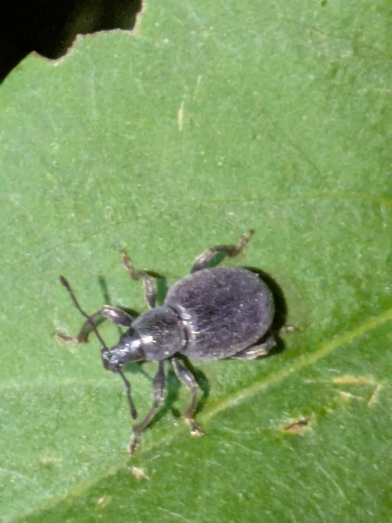 Lilac root weevil, a dark gray snout beetle with ridged wing covers, on a leaf