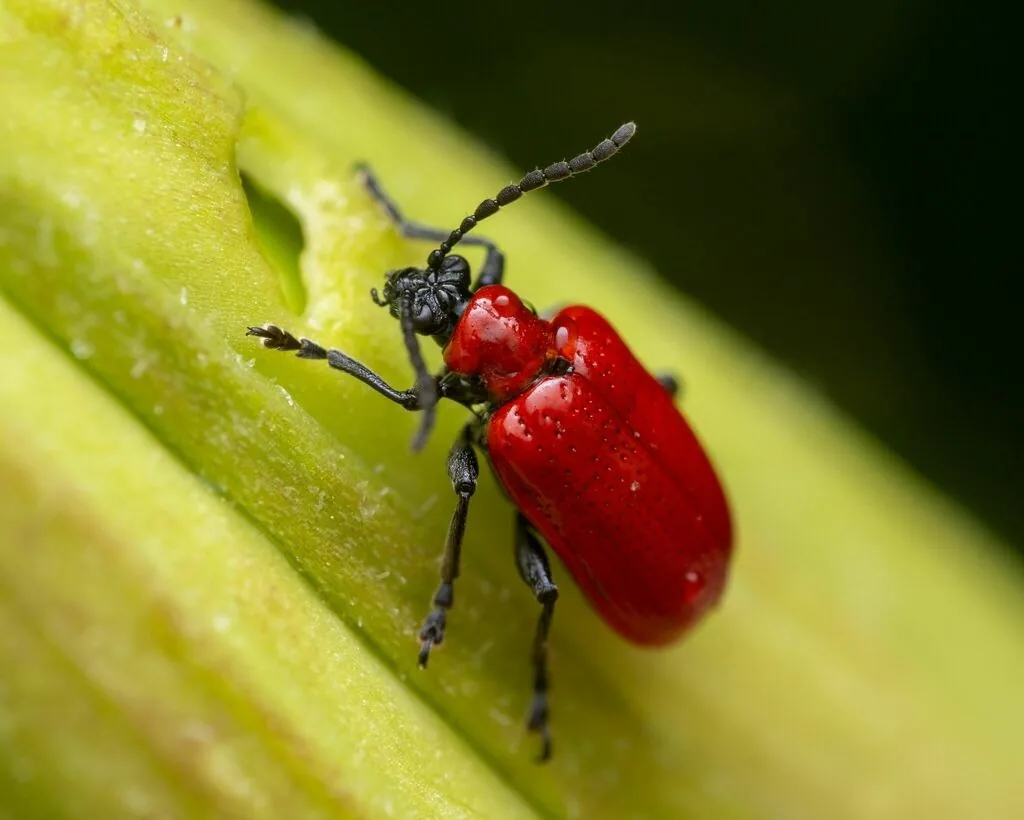 Adult lily leaf beetle, a shiny bright red beetle with black legs, head and antennae, on a green lily stem