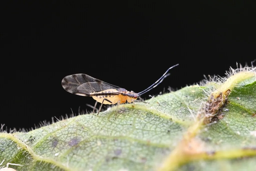 Winged linden aphid with clouded wings on a leaf