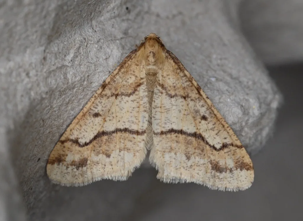 Male linden looper moth, pale tan with wavy brown bands across the wings