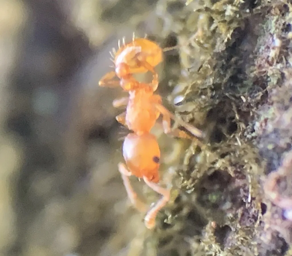 Little fire ant worker, a tiny orange ant with a pair of short spines on its back, climbing mossy bark
