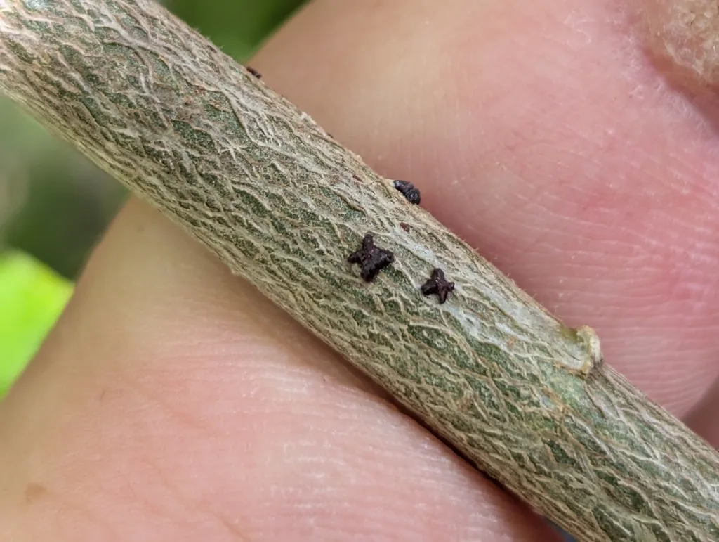 Lobate lac scales, small dark bow-tie shaped scales, on a twig