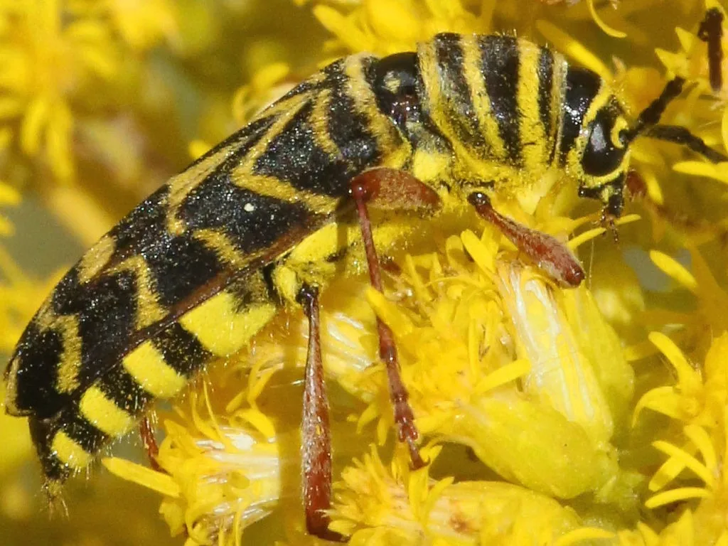 Locust borer beetle with black and yellow stripes feeding on goldenrod flowers