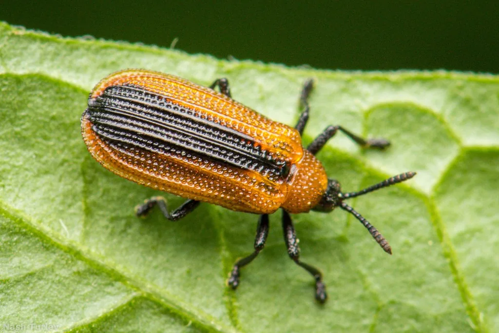 Locust leafminer beetle on a leaf, flat and orange with a black stripe down its back