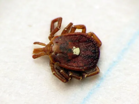 Adult female lone star tick with the white spot on its back