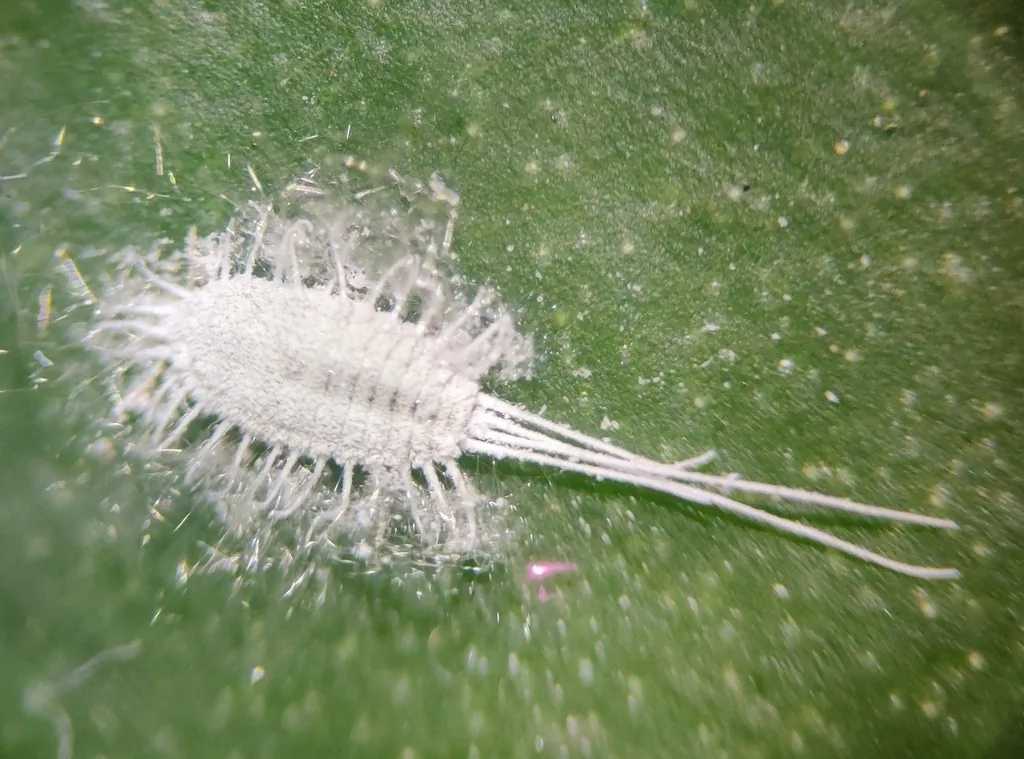 Longtailed mealybug, a white waxy insect with long tail filaments, on a leaf
