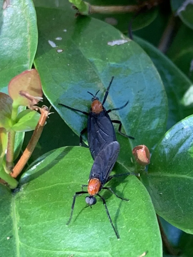 Mating pair of lovebugs joined end to end on a green leaf, each a slender black fly with a red-orange thorax
