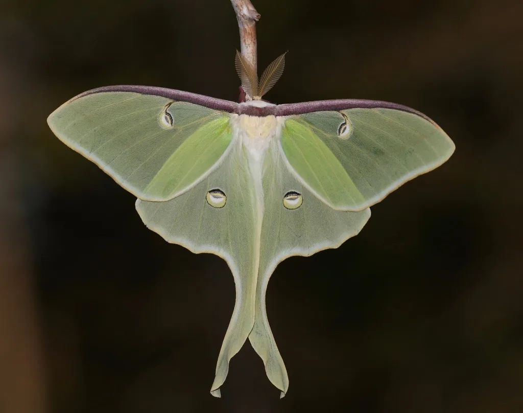 Luna moth, a large pale green moth with long hindwing tails and eyespots, with wings spread