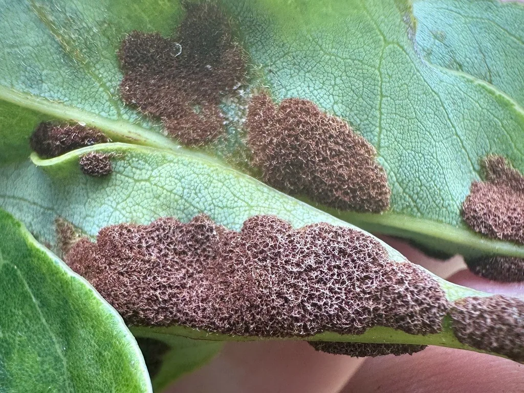 Underside of a lychee leaf with brown, felt-like erinea caused by the lychee erinose mite