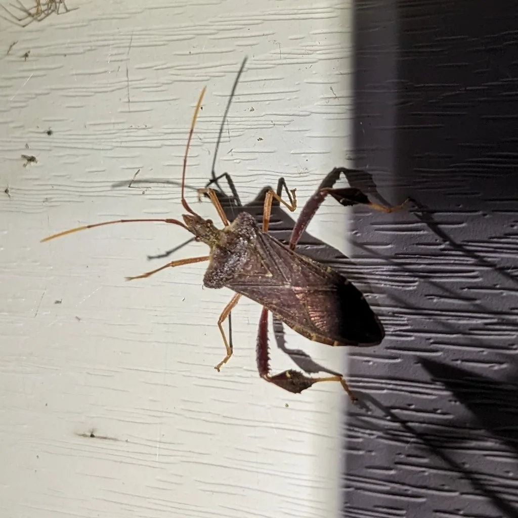 Dark brown magnolia leaf-footed bug resting on white siding