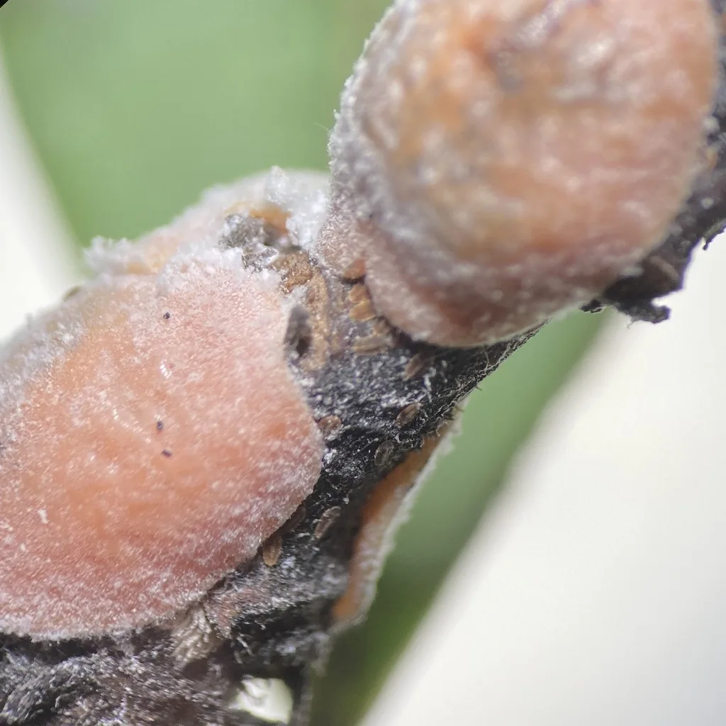 Large pinkish-tan waxy magnolia scales clustered on a twig