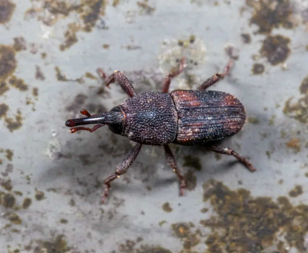 Adult maize weevil, a dark brown snout beetle with a long slender snout and faint reddish spots on its pitted wing covers, on a mottled gray surface