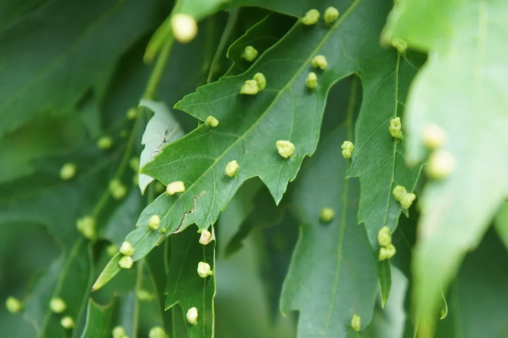 Silver maple leaves dotted with small, round, pale green bladder galls on their upper surfaces