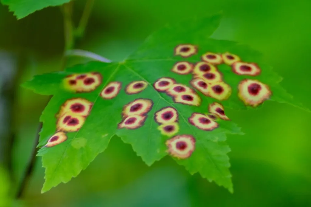 Maple leaf covered in round eyespot galls, each a yellow ring bordered in red to maroon around a red center