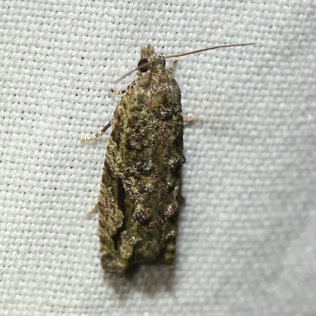 Maple shoot borer moth, a small mottled gray-brown moth with raised scale tufts, on a white surface