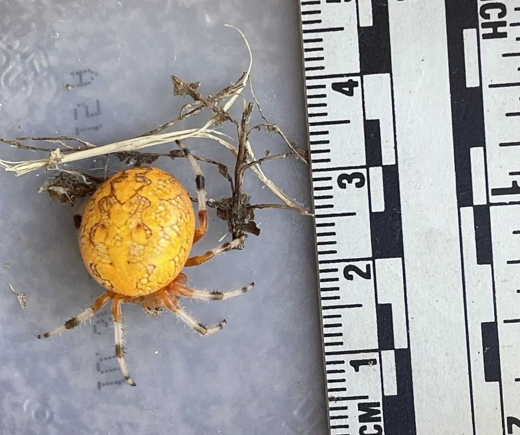 Marbled orbweaver female with a large yellow-orange abdomen, next to a ruler