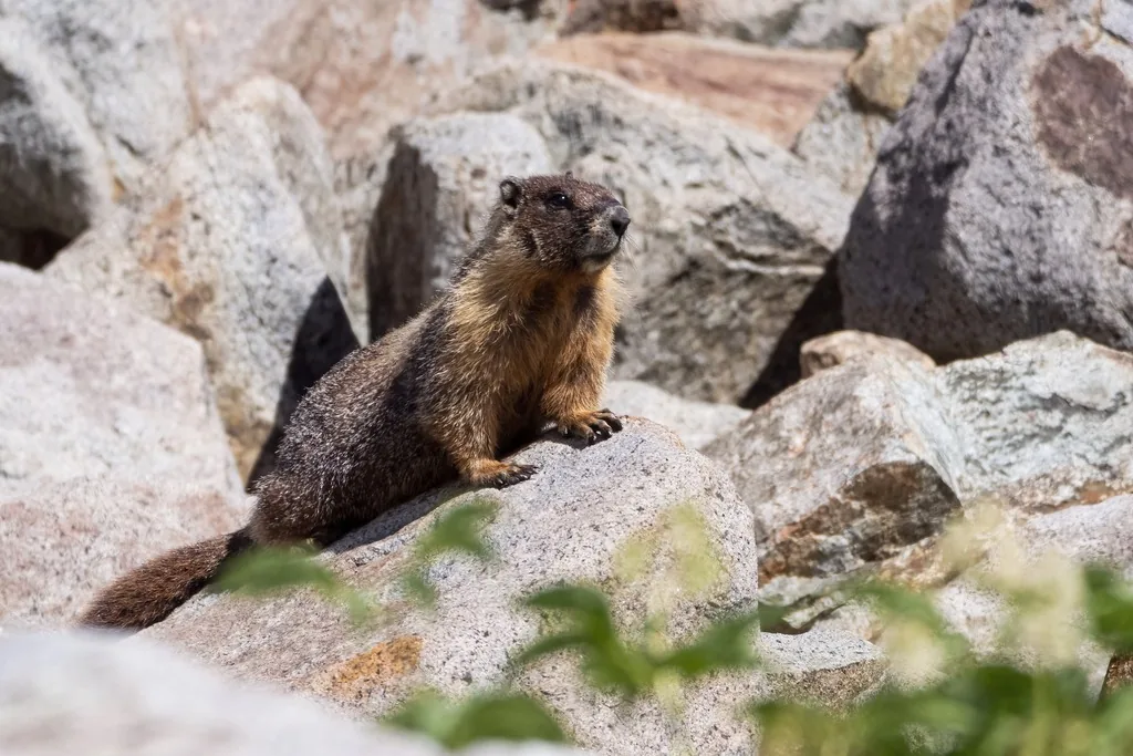 Yellow-bellied marmot with brown fur and a yellowish belly, sitting upright on granite boulders
