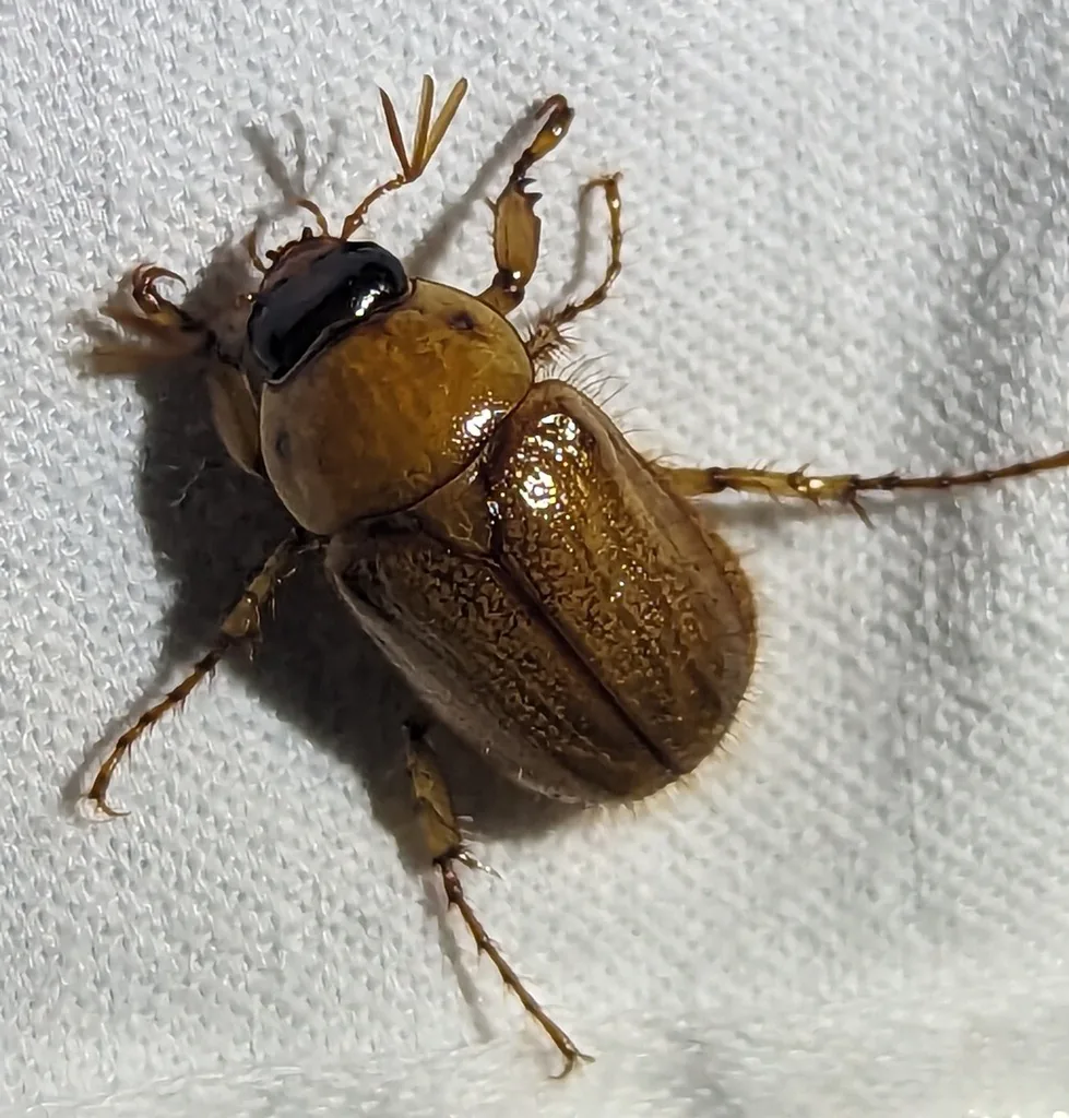 Adult masked chafer beetle, dull yellowish-tan with a dark head, on white fabric