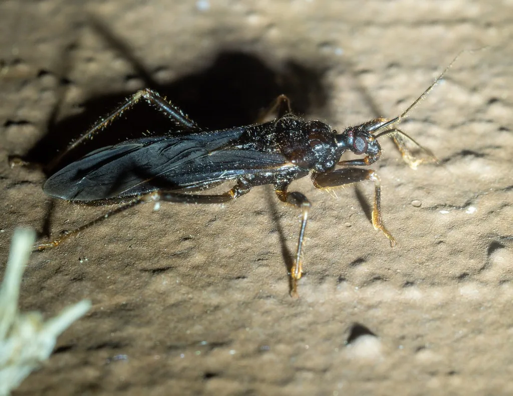 Adult masked hunter, a slender, glossy black assassin bug with long antennae and folded dark wings, on a pale, sandy-textured surface at night