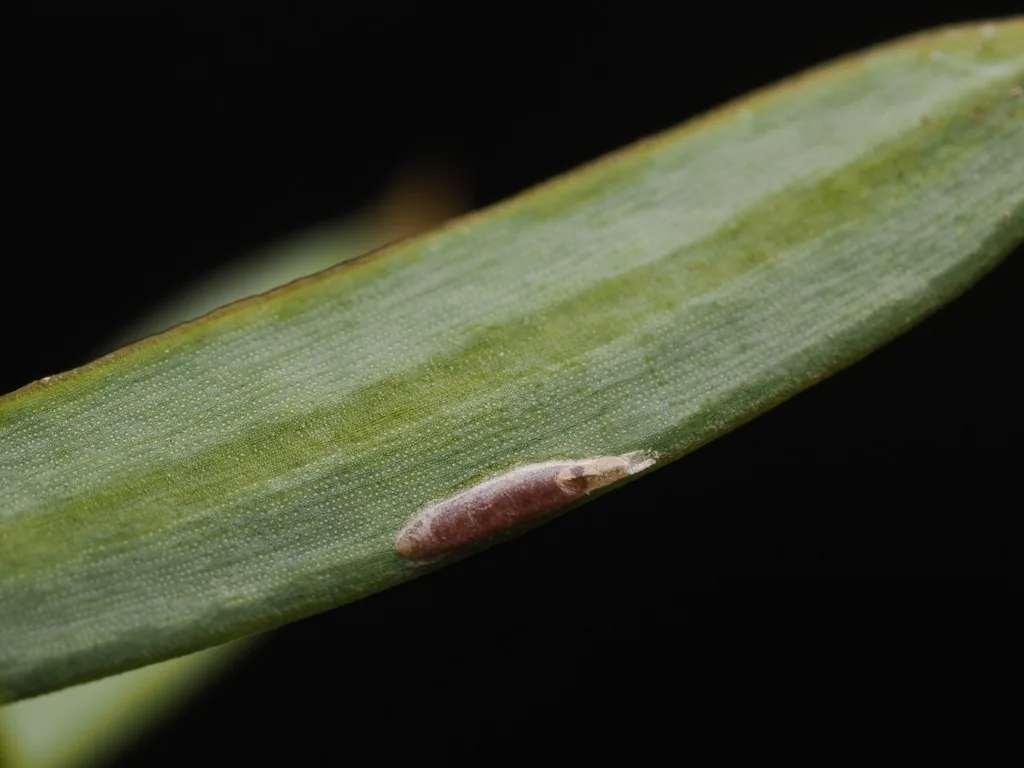 Single Maskell scale, a tiny brown oystershell-shaped armored scale, on a conifer needle