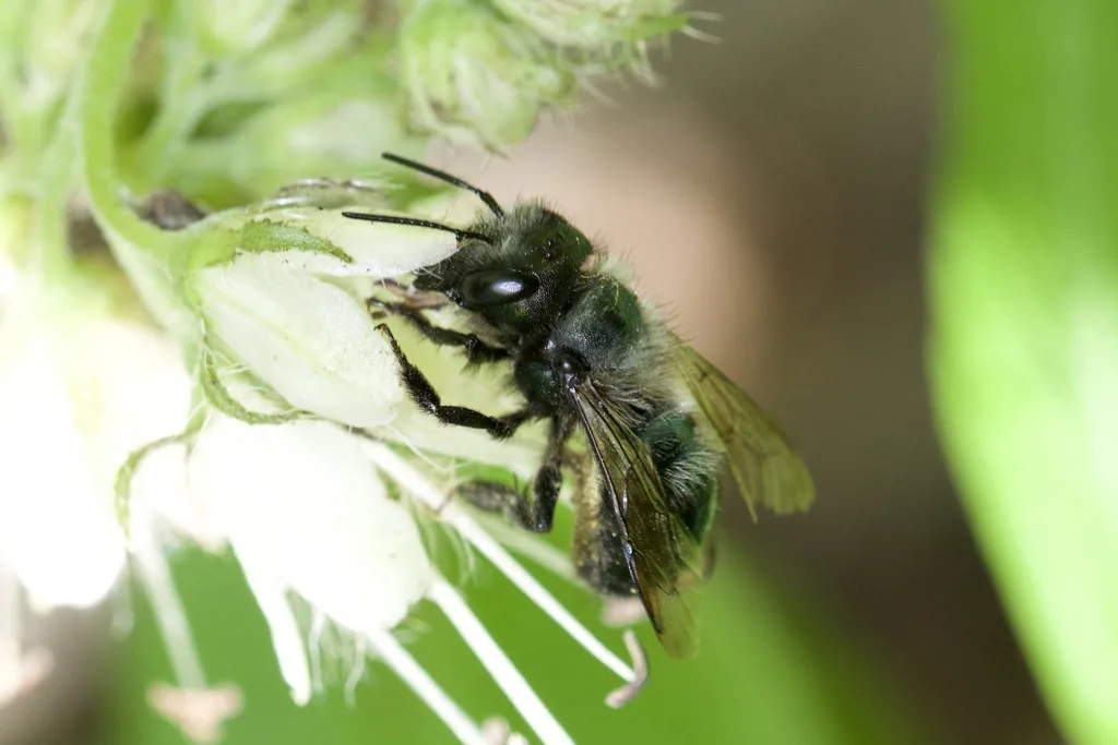 Blue orchard mason bee, a small, dark metallic blue-green bee with smoky wings, clinging to a white flower