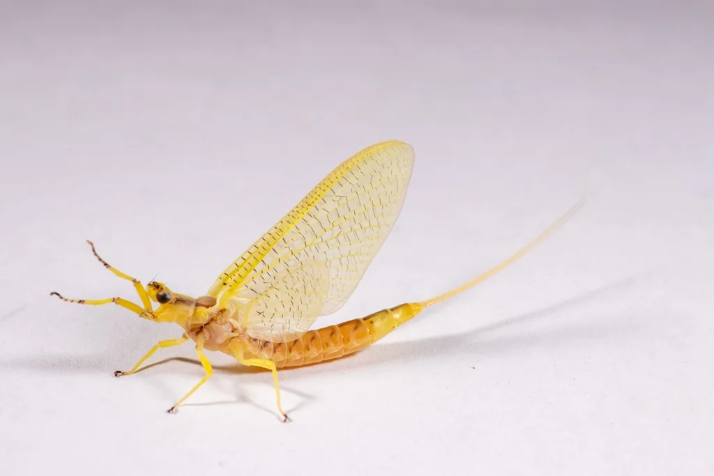 Adult giant mayfly with a yellow body, large upright see-through wings with fine veins and two long tails, standing on a white surface