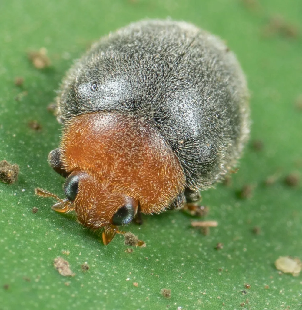 Mealybug destroyer adult, a dome-shaped lady beetle with an orange head and a dark gray, finely hairy back, on a green leaf