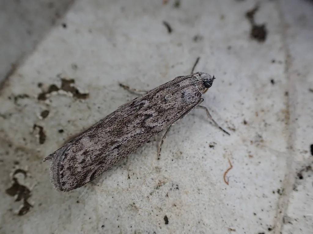 Adult Mediterranean flour moth resting on a pale surface, a slender gray moth with mottled forewings crossed by dark zigzag lines