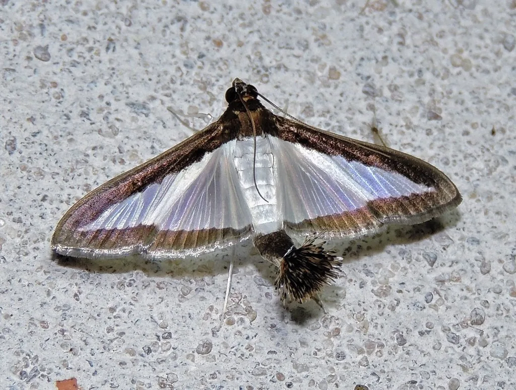 Melonworm moth with pearly white wings bordered in dark brown, resting with wings spread