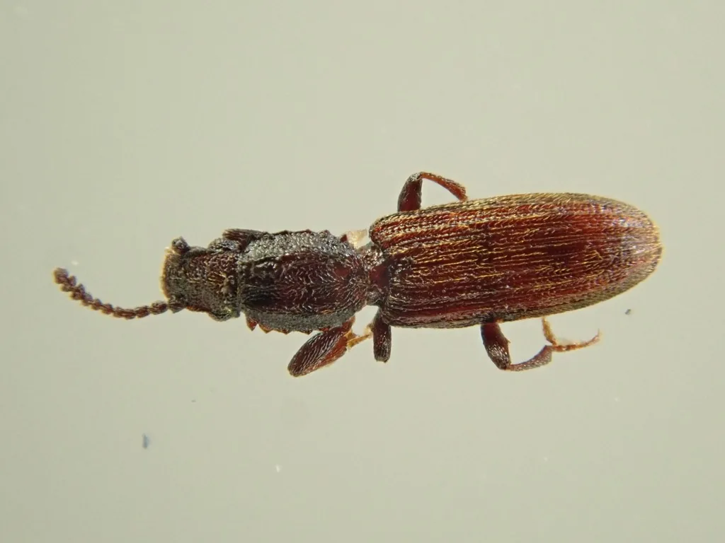 Adult merchant grain beetle, a slender, flattened brown beetle with toothed edges on the thorax and ridged wing covers, seen from above