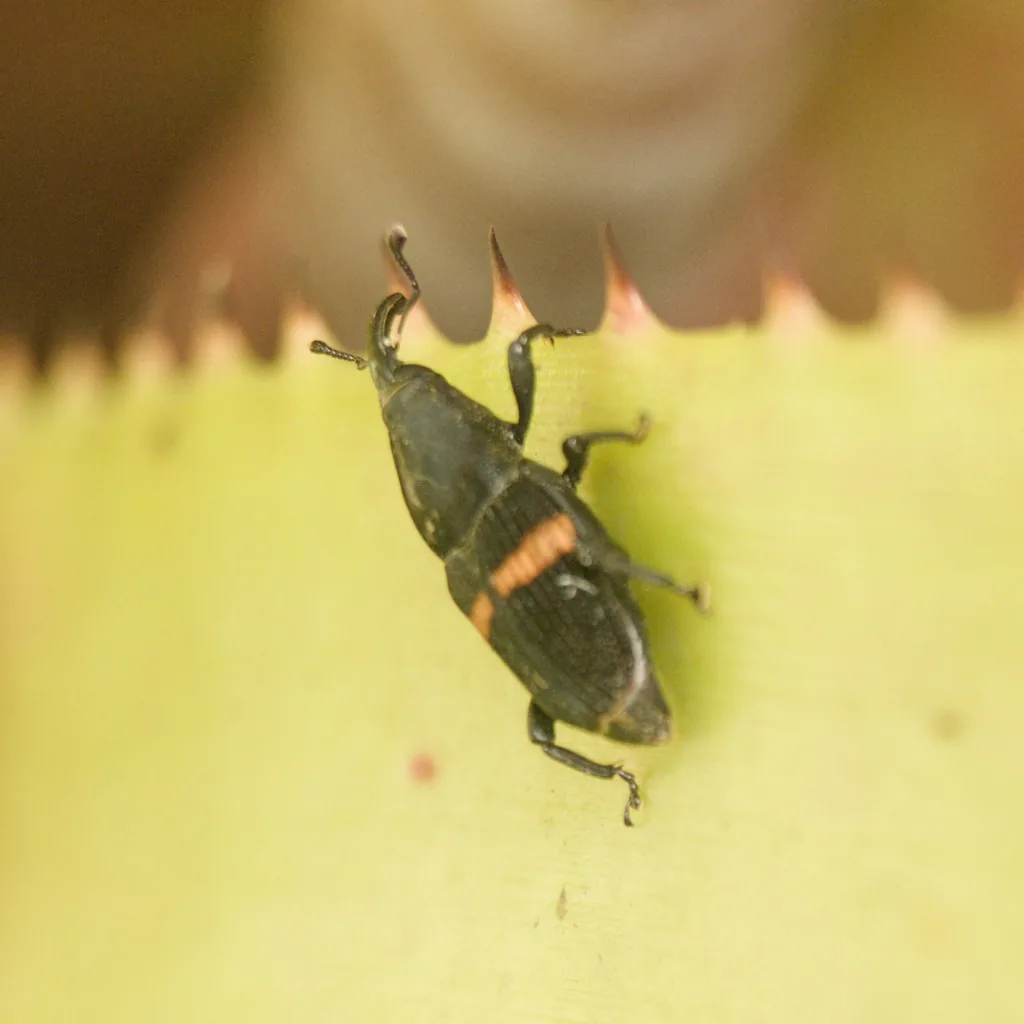 Adult Mexican bromeliad weevil, a black weevil with an orange band across the wing covers, on a bromeliad leaf