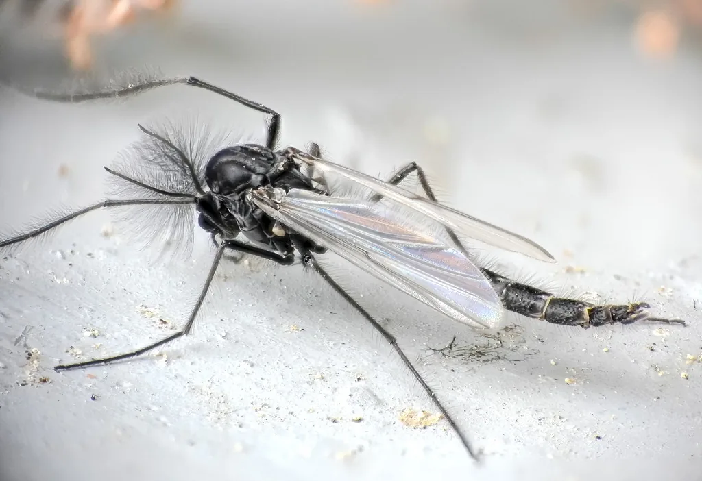 Male non-biting midge with bushy, feathery antennae, clear wings and a slender black body, standing on a pale surface with its long legs spread