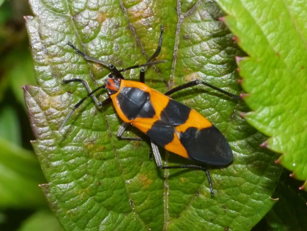 Adult large milkweed bug on a leaf, bright orange with broad black bands