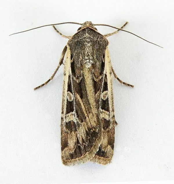 Army cutworm moth, a gray-brown miller moth with wavy dark and pale markings on its forewings, on a white background