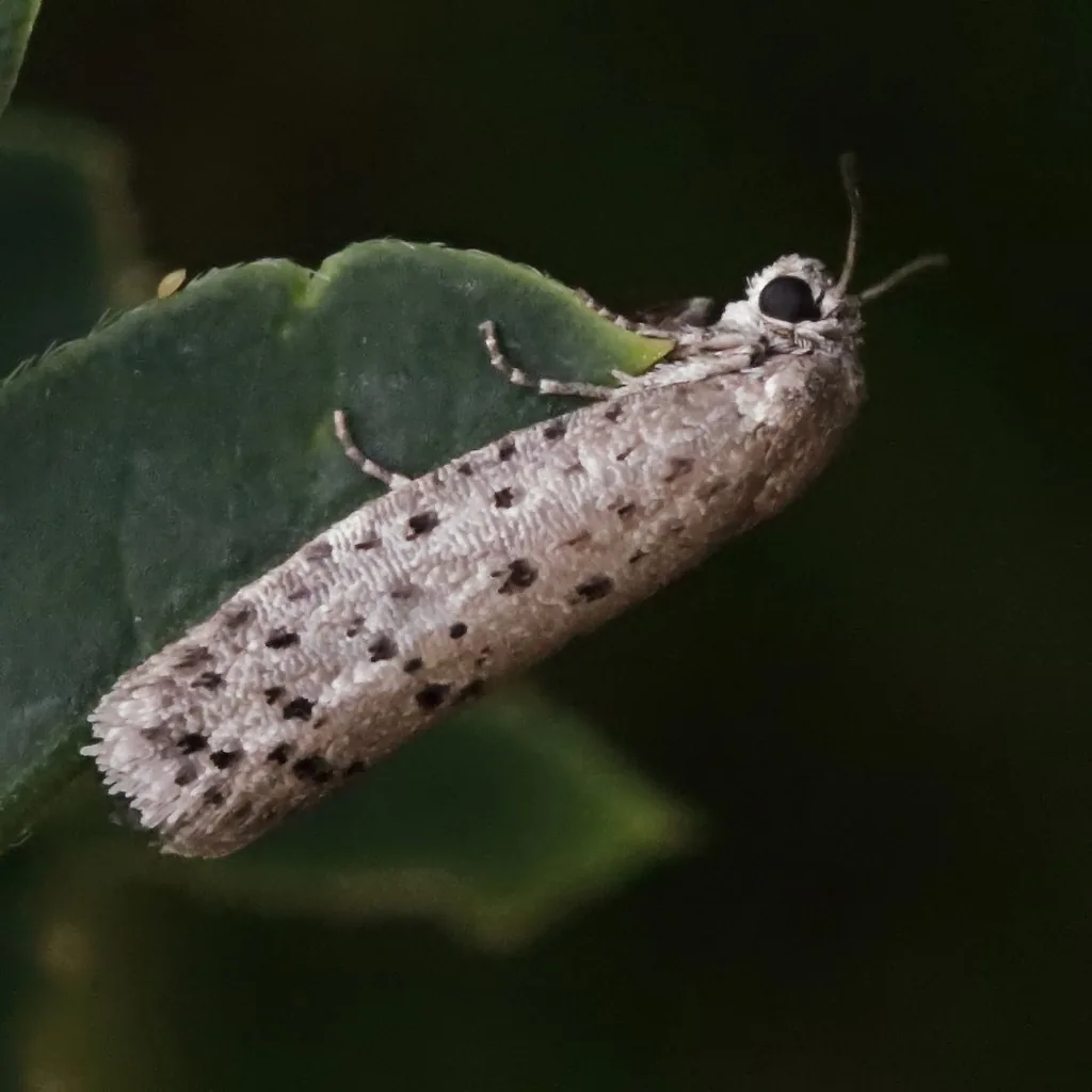 Mimosa webworm moth, a small gray moth with black dots on its narrow forewings, on a leaf