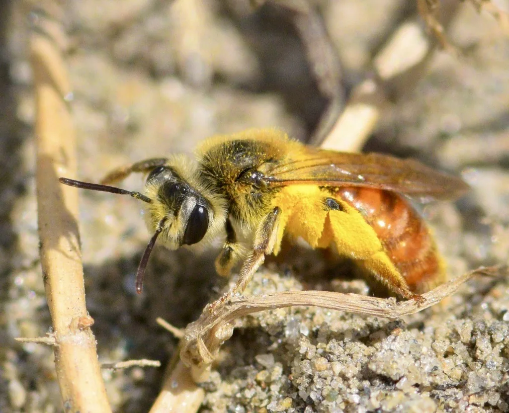 Mining bee with orange-brown hair resting on bare soil