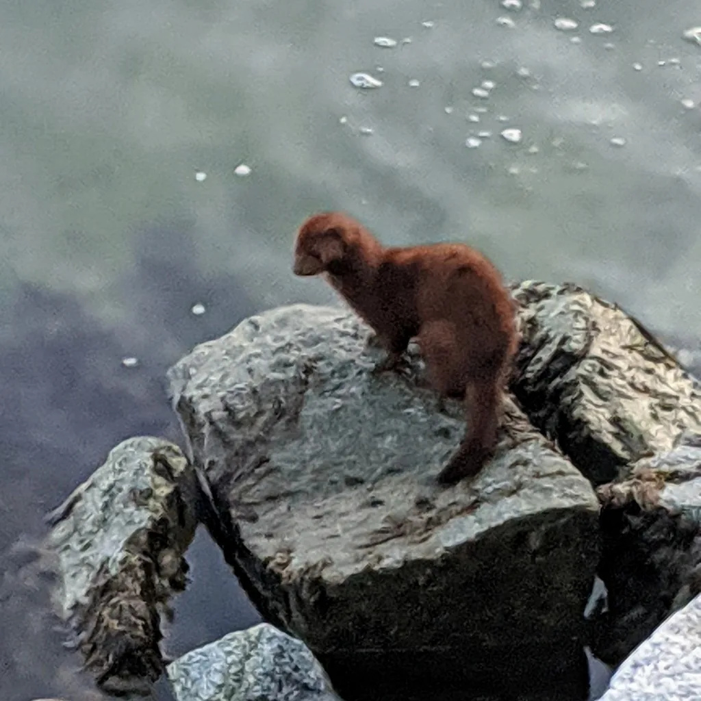 American mink with glossy chocolate-brown fur standing on a rock at the water's edge