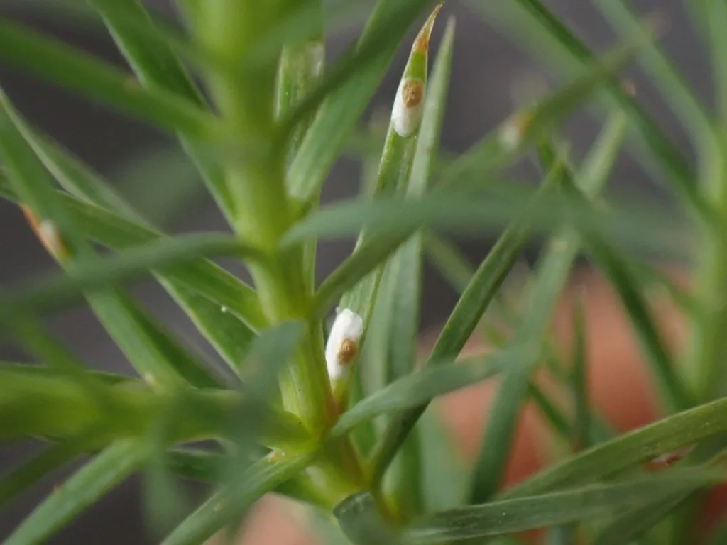Minute cypress scales, tiny white specks, on juniper foliage