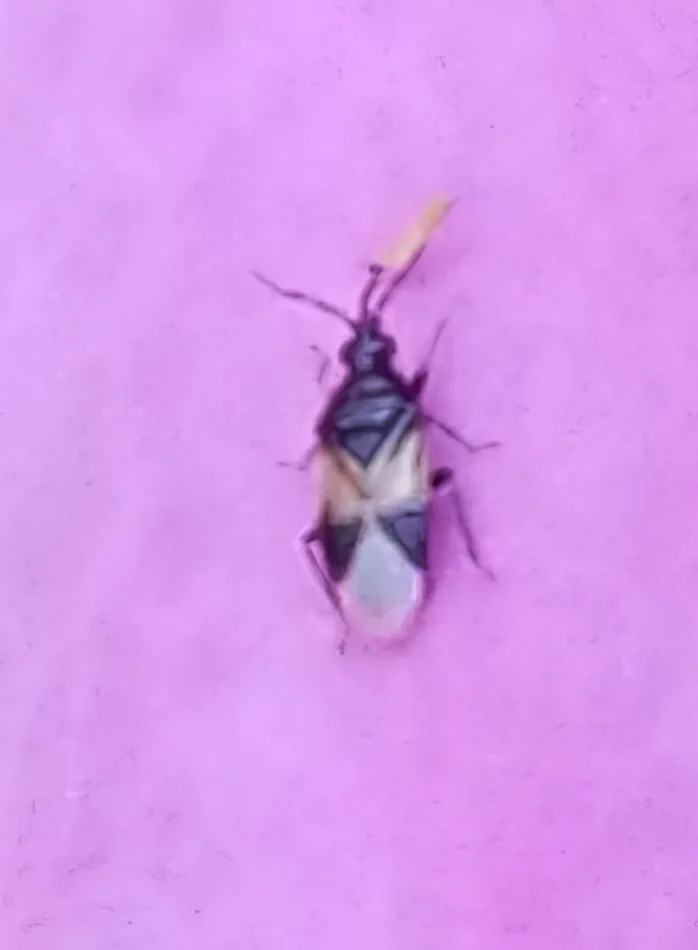 Minute pirate bug adult, a tiny oval black bug with white wing patches, on a pink flower petal