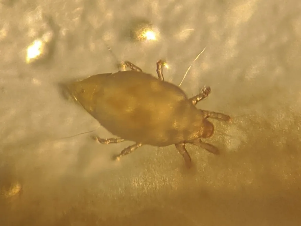 Magnified mold mite, a pale, translucent oval mite with short legs and long body hairs, on a moldy surface