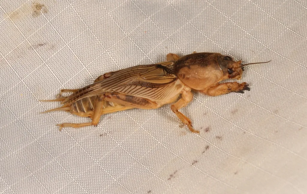 Adult tawny mole cricket seen from the side, light tan-brown with shovel-like front legs and wings folded over the back, on pale fabric