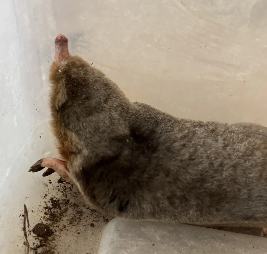 Eastern mole with gray velvety fur, a long pink pointed snout and a broad clawed front foot, held in a plastic bin