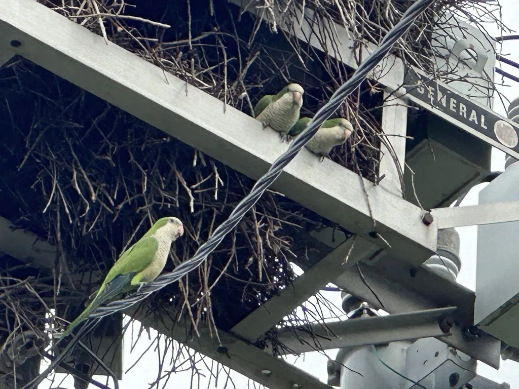 Monk parakeets perched on an electric utility structure beside their large communal stick nest built among the crossarms and wires
