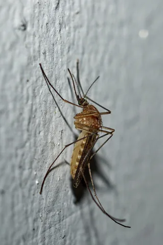 Adult house mosquito (Culex pipiens complex) resting on a wall